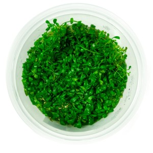 Glossostigma elatinoides kubek 10 cm in vitro