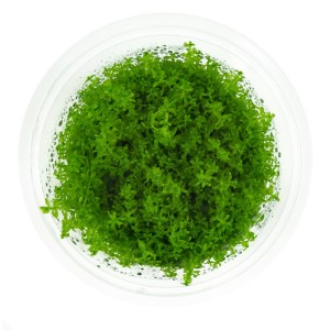 Hemianthus micranthemoides duży heniek 10cm kubek in vitro