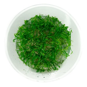 Lilaeopsis Brasilensis trawnik kubek 10 cm In Vitro