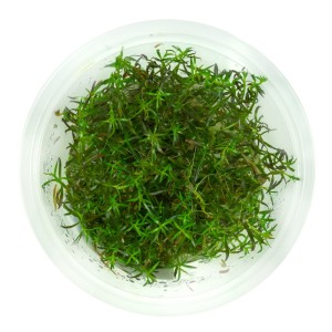 Ludwigia arcuata ludwigia drobna 10cm kubek in vitro