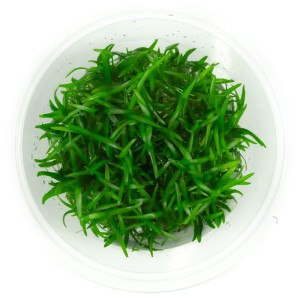 Sagittaria subulata - strzałka 10 cm kubek in vitro