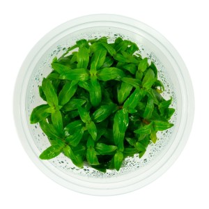 Staurogyne repens 10 cm kubek in vitro