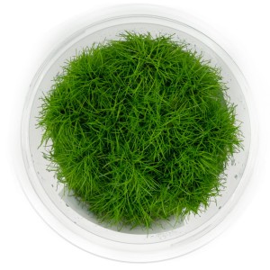 Eleocharis parvula sitowie kubek 10 cm in vitro