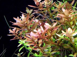 Rotala rotundifolia 10 sadzonek in vitro