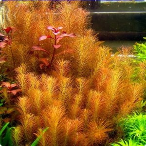 Rotala wallichii in vitro 10 sadzonek