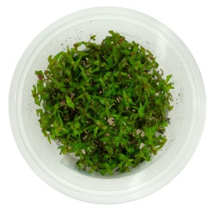 Rotala macrandra wspaniała in vitro kubek 10cm