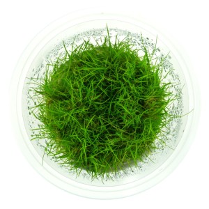 Eleocharis acicularis ponikło in vitro kubek 10cm