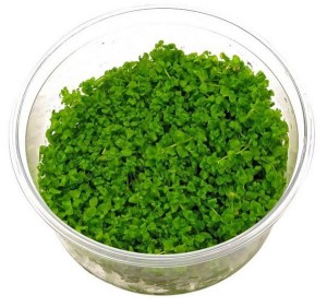 Micranthemum Monte Carlo trawnik in vitro kubek 10 cm