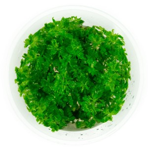 Limnophila sessiliflora bezszypułkowa in vitro kubek 10cm