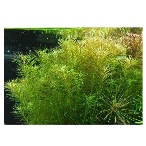 Rotala sp. Nanjenshan in vitro