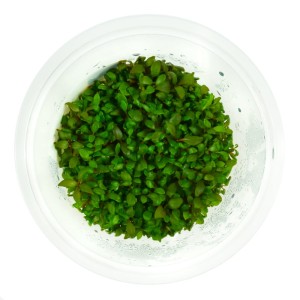 Alternanthera reineckii 10 cm kubek