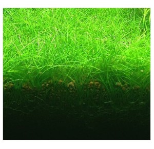 Eleocharis pusilla ponikło karłowate 100szt.