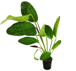 Echinodorus Red Flame żabienica koszyk roślina do akwarium