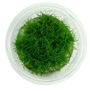 Eleocharis pusilla ponikło karłowate kubek 10cm