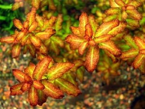 Ludwigia guinea (senegalensis) porcja in vitro