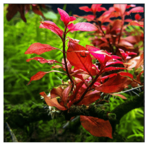 Ludwigia mini super red in vitro porcja