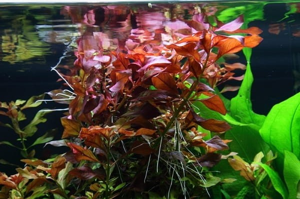 Ludwigia repens mesakana in vitro 5 sadzonek