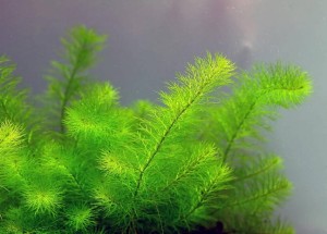 Myriophyllum Guyana In Vitro 5 Sadzonek Roślina do Akwarium