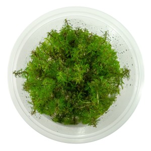 Myriophyllum tuberculatum in vitro kubek 10 cm