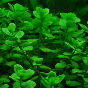 Bacopa monnieri bakopa drobnolistna koszyk xxl