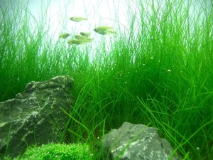 Eleocharis Acicularis Ponikło Koszyk XXL