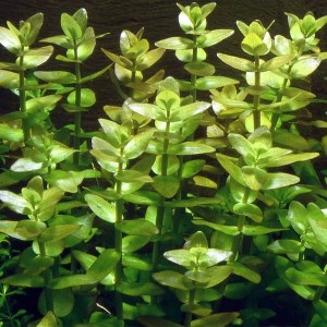 Bacopa Caroliniana Bacopa Karolińska Koszyk XXL