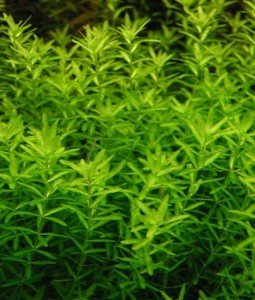 Hemianthus Micranthemoides Duży Heniek Koszyk XXL