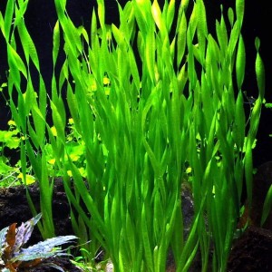 Vallisneria asiatica nurzaniec koszyk xxl