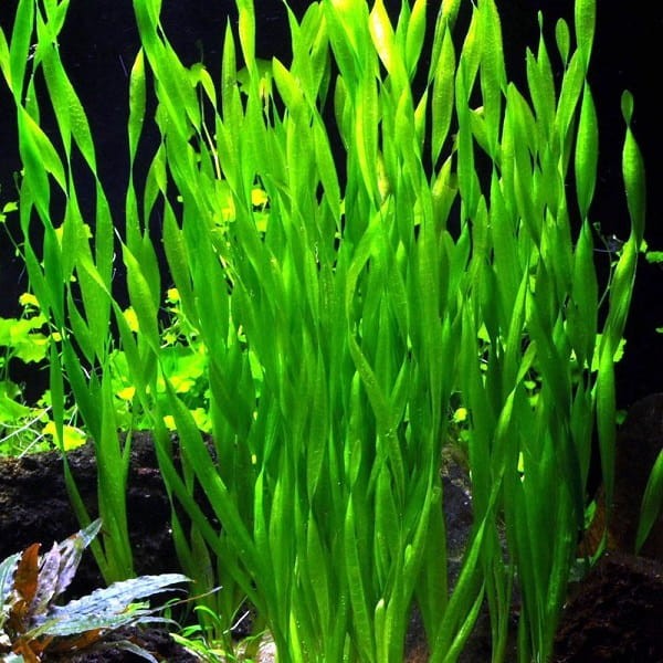 Vallisneria asiatica nurzaniec koszyk xxl