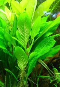 Hygrophila Corymbosa Thailand Nadwódka Tajlandzka Koszyk XXL