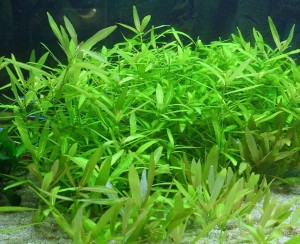 Hygrophila Polysperma Nadwódka Wielonasienna Koszyk XXL