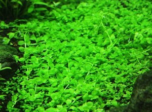 Micranthemum Monte Carlo trawnik Koszyk XXL