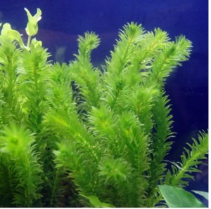 Egeria densa moczarka argentyńska koszyk xxl