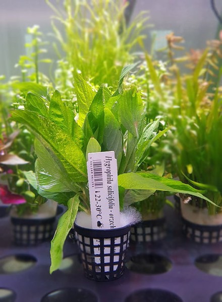 Hygrophila salicypholia orzech koszyk xxl