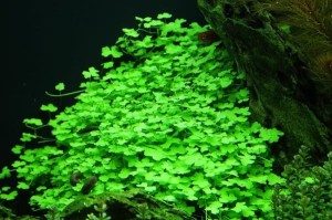Hydrocotyle japan koszyk xxl