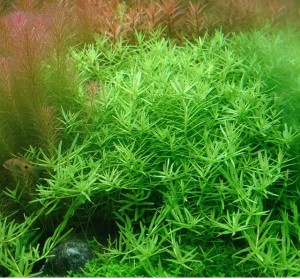 Rotala Rotundifolia Green Koszyk XXL roślina do akwarium
