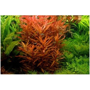 Ammania senegalsis senegalska koszyk xxl roślina do akwarium