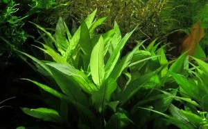 Hygrophila Corymbosa Nadwódka Orzech Wodny Koszyk XXL roślina do akwarium