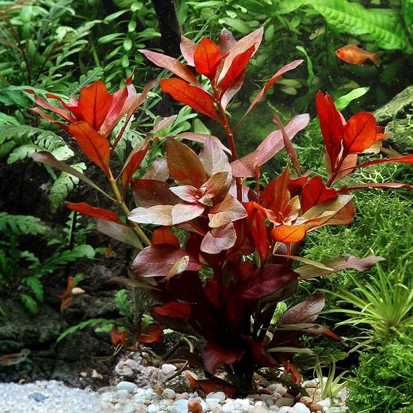 Ludwigia repens red koszyk xxl roślina do akwarium