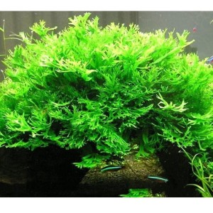 Microsorium Pteropus Windelov In Vitro Roślina Do Akwarium Na Korzeń 2szt