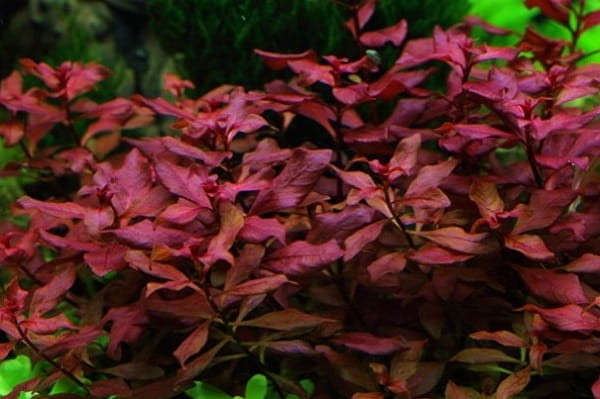 Ludwigia mini super red koszyk xxl roślina do akwarium