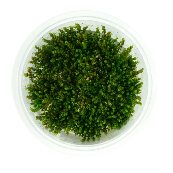 Rotala sp. Pearl mini rotala perłowa kubek 10 cm