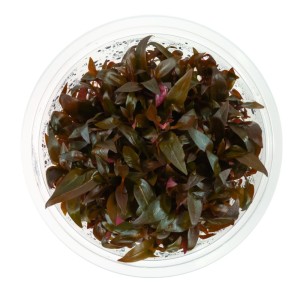 Alternanthera reineckii red mini 10 cm kubek