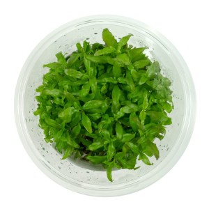 Hygrophila Polysperma Sunset Nadwódka Wielonasienna Kubek 10cm In Vitro