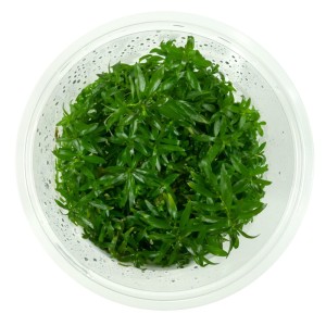 Ludwigia brevipes in vitro kubek 10 cm