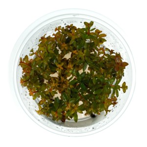 Ludwigia guinea (senegalensis) in vitro kubek 10cm