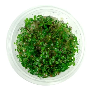 Marsilea hirsuta łatwy trawnik kubek 10 cm