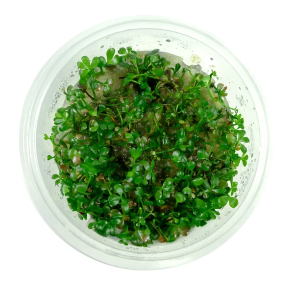 Marsilea hirsuta łatwy trawnik kubek 10 cm