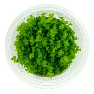 Micranthemum umbrosum okrągłolistne kubek 10 cm