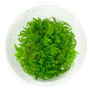 Pogostemon helferi gwiazda in vitro kubek 10 cm